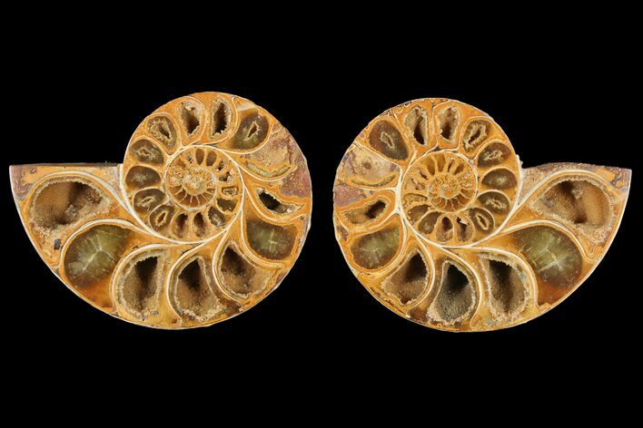 4.1" Cut & Polished Agatized Ammonite Fossil (Pair)- Jurassic
